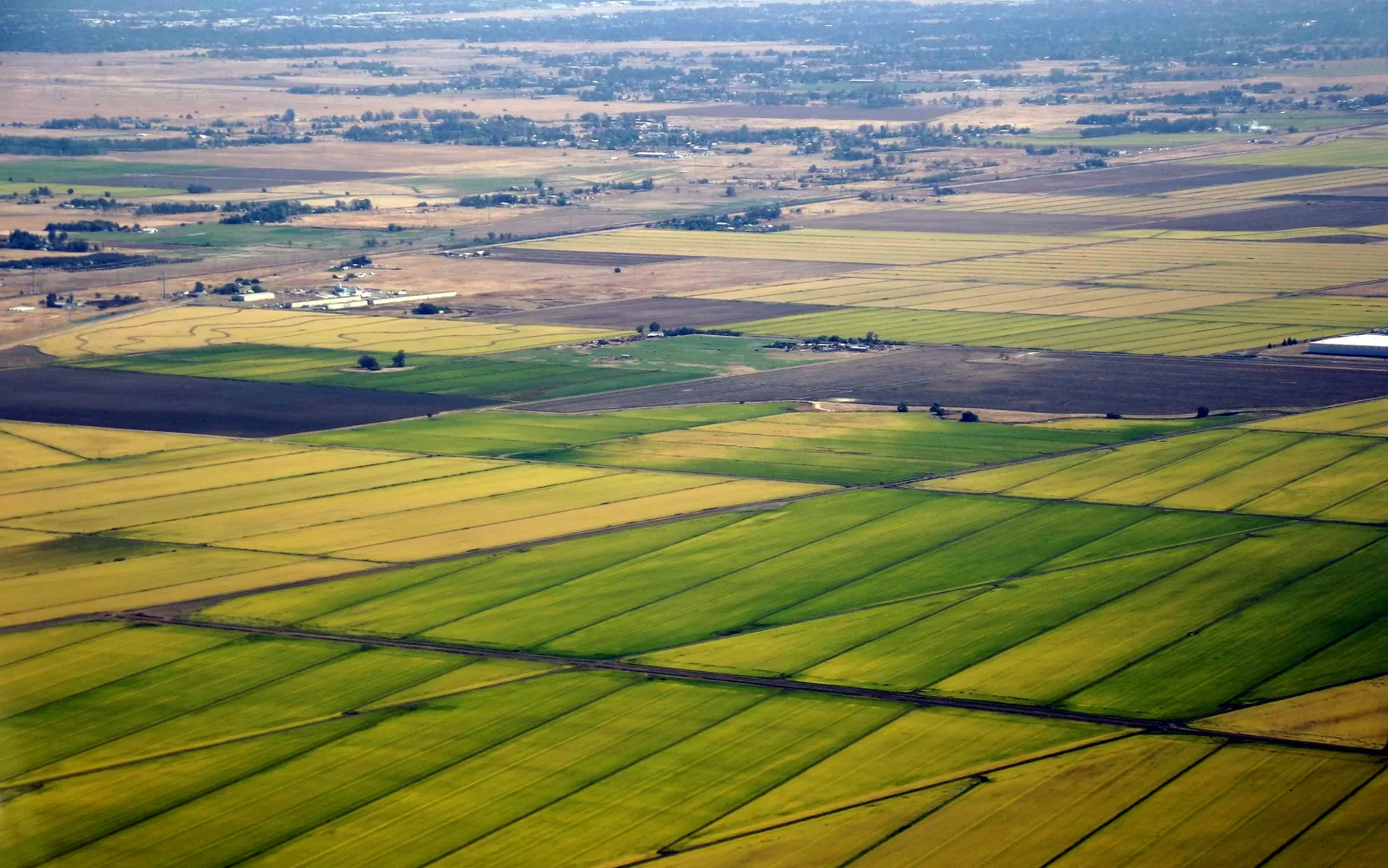 Agricultural rice fields in the Sacramento Valley showing planted rows under irrigation